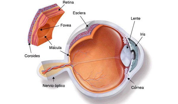 Anatomía ojo fóvea