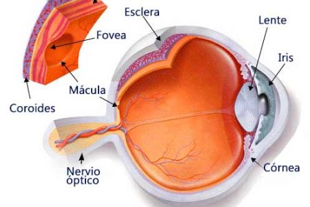 anatomía ojo esclerótica