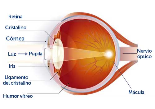 Partes del ojo punto ciego
